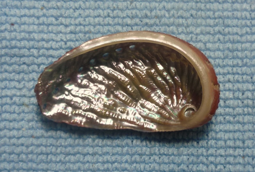 Haliotis tuberculata lamellosa